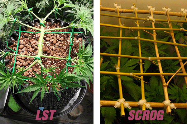 Scrog and LST methods