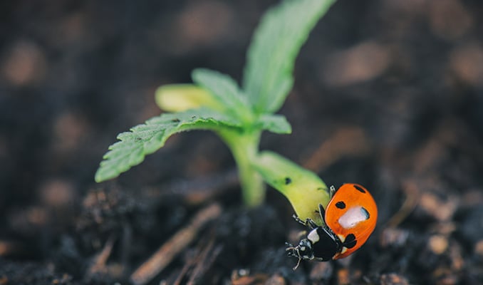 Organic Pest Control Methods For Cannabis Plants