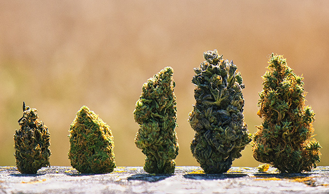 A Guide On Mixing Different Cannabis Strains Together