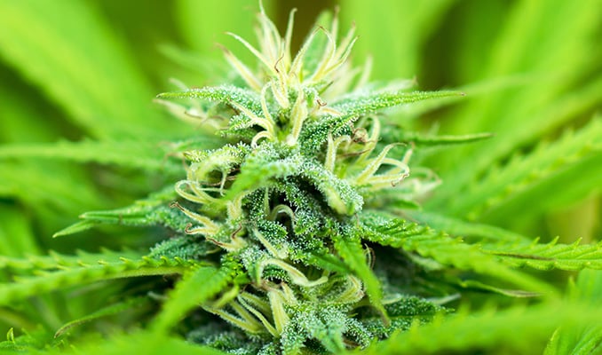 The Flowering Phase Of Cannabis