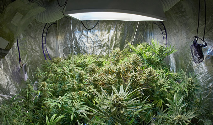 What To Do When Your Homegrown Cannabis Plants Won’t Flower
