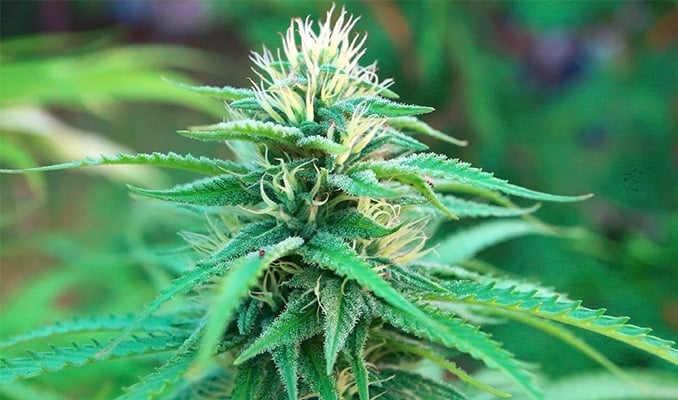 The Flowering Phase Of Cannabis