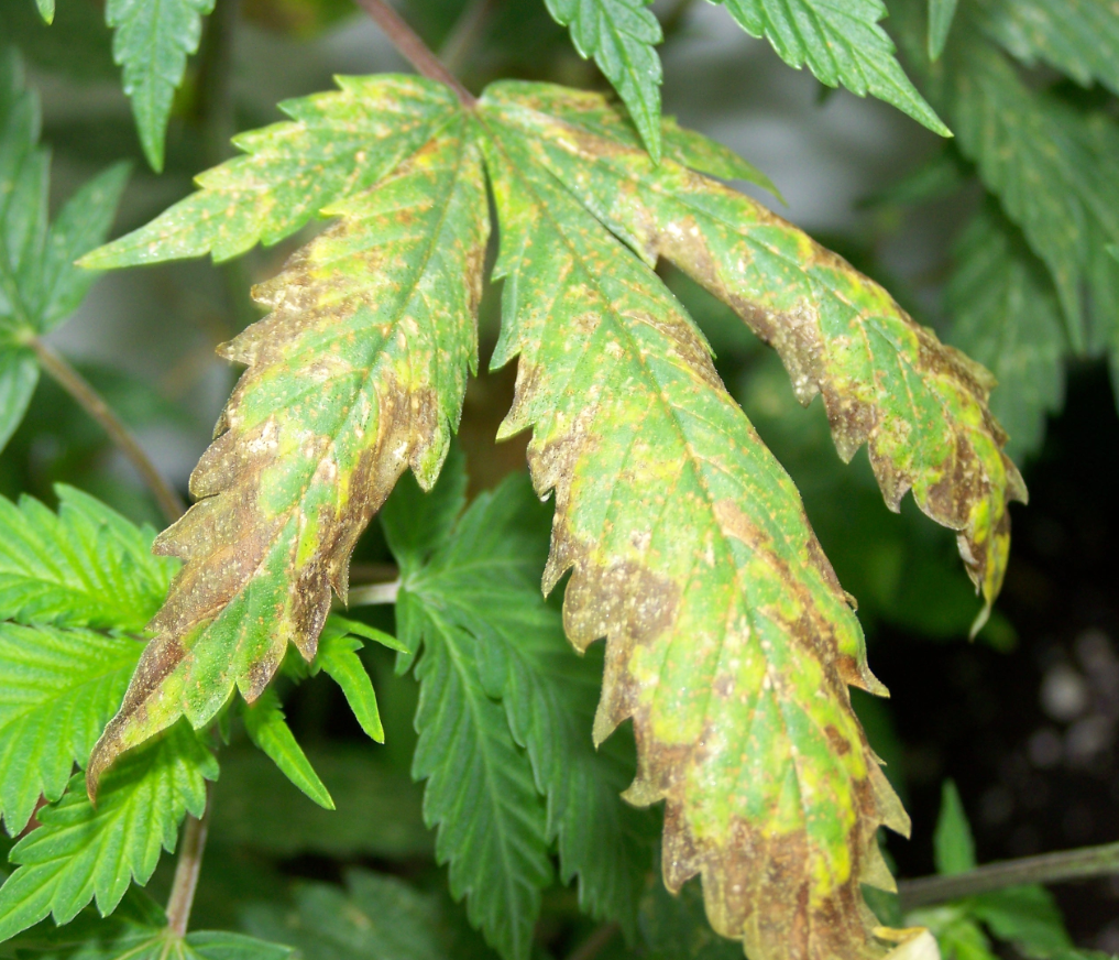 Potassium deficiency cannabis