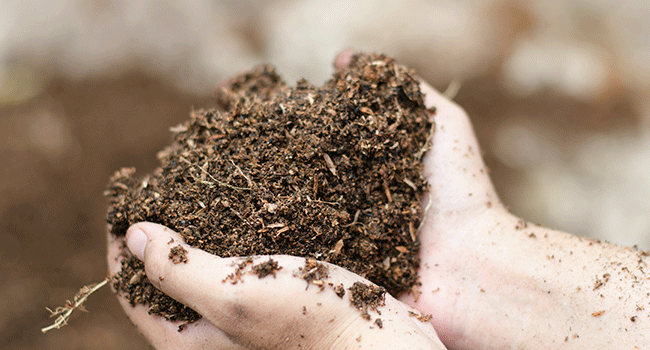 Cheap soil for growing weed