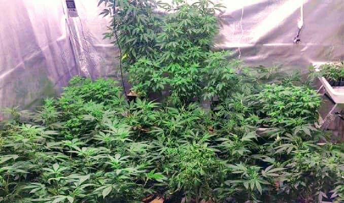 How Many Cannabis Plants Per Square Metre?