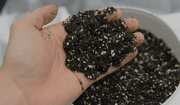 Use high-quality soil