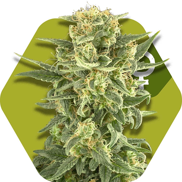 White Cheese Fast Flowering Cannabis Seeds
